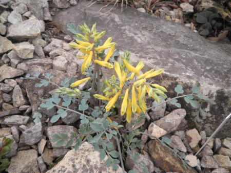 Corydalis wilsonii